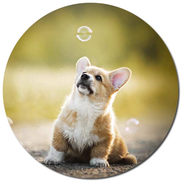 website_sample_pet